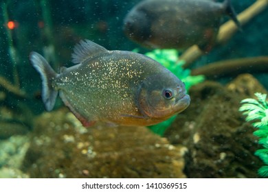 69 Swimming piranha in dark water Images, Stock Photos & Vectors ...