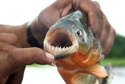 Piranha Fish With His Mouth Open