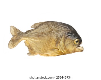 piranha fish on white background, Piranha fish - Shutterstock ID 253443934