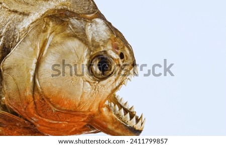 Piranha fish, one of the scariest fish in the sea, and their lifestyle