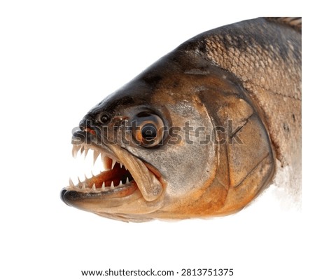 Piranha Fish Side Profile Sharp Teeth Visible Isolated On White Background