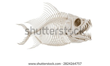 Piranha fish skeleton with sharp teeth and detailed bone structure