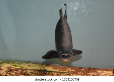 Piranha Fish Swimming Under Water
