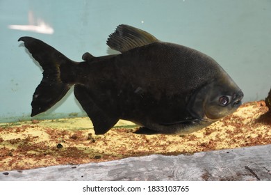 Piranha Fish Swimming Under Water
