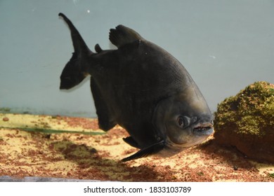 Piranha Fish Swimming Under Water
