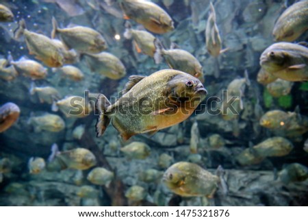 Piranha fish that can eat meat in a very short time and leave only the bones