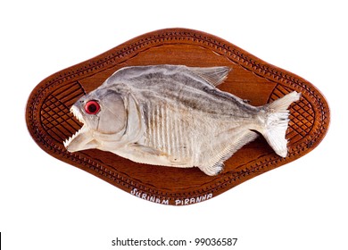 Piranha Fish As Trophy On Wood Isolated