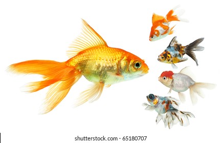 Tropical Fish Isolated Stock Images, Royalty-Free Images & Vectors