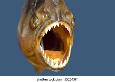 Piranha Hungry