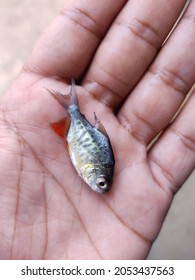Piranha Look Like Baby Pacu Roopchandi Fish In Hand For Stocking In Biofloc Tank