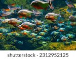 Piranhas in deep transparent water . School of predatory fish