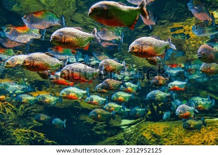 Piranhas in deep transparent water . School of predatory fish