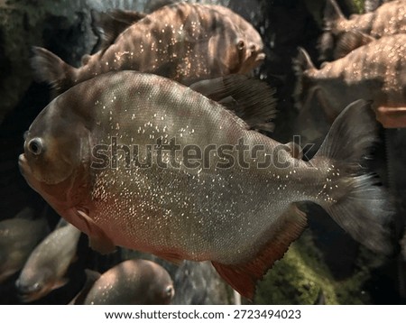 Piranhas are ferocious, large, and formidable creatures.