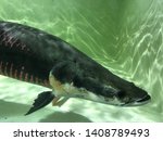 Pirarucu or Arapima gigas, world largest freshwater fish from Amazon