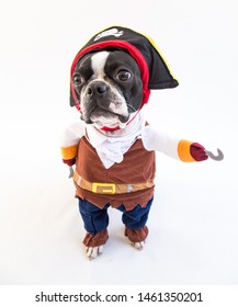 Pirate costume boston terrier dog
