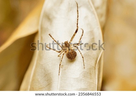 Pirate spider, Mimetus ryukus, Satara, Maharashtra, India