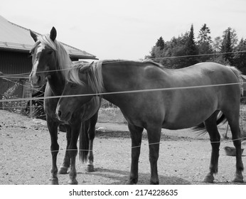 Pirkkala, Finland - July 2 2022: Documentary Of Everyday Life And Place. Vintage Stylized Photo Of Sankila Manor. Horses Outside.