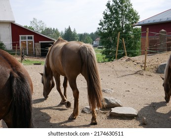 Pirkkala, Finland - July 2 2022: Documentary Of Everyday Life And Place In Sankila Manor. Horses Outside.