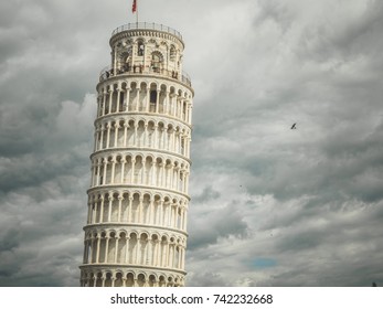 pisa bird