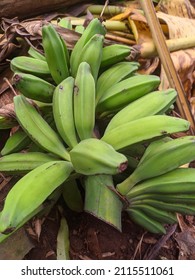 Pisang Klutuk Or Musa Balbisiana,is A Wild Type Species Of Banana Native To Eastern South Asia,northern Southeast Asia, And Southern China