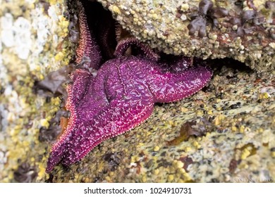 Pisaster Ochraceus, Generally Known As The Purple Sea Star, Ochre Sea Star, Or Ochre Starfish, Is A Common Starfish Found Among The Waters Of The Pacific Ocean.