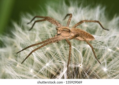 Pisauridae Pisaura Mirabilis Agelenidae Tegenaria Gigantea  Thomisidae Tibellus Oblungus Thomisidae Heteropodidae Heteropods Sicariidae Loxosceles Rufescens  Misumena Vatia