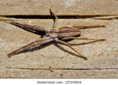 Pisauridae Pisaura Mirabilis Agelenidae Tegenaria Gigantea  Thomisidae Tibellus Oblungus Thomisidae Heteropodidae Heteropods Sicariidae Loxosceles Rufescens  Misumena Vatia