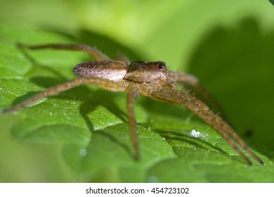 Pisauridae Pisaura Mirabilis Agelenidae Tegenaria Gigantea 
Thomisidae Tibellus Oblungus Thomisidae Heteropodidae Heteropods Sicariidae Loxosceles Rufescens 
Misumena Vatia