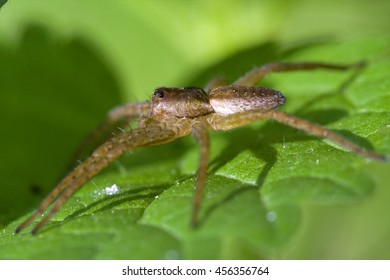 Pisauridae Pisaura Mirabilis Agelenidae Tegenaria Gigantea 
Thomisidae Tibellus Oblungus Thomisidae Heteropodidae Heteropods Sicariidae Loxosceles Rufescens 
Misumena Vatia