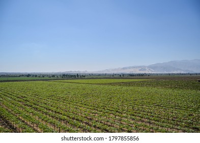 Pisco Vineyard In Ica, Peru.