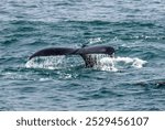 Pismo Beach, CA, USA: Humpback whale surfacing fluke. Pacific Ocean Chumash Heritage National Marine Sanctuary. 