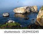 Pismo Beach, CA, USA: Seabird Rock Dinosaur Caves Park, crashing waves, pelicans, seagulls and cormorants flying and nesting. Pacific Ocean Chumash Heritage National Marine Sanctuary. 