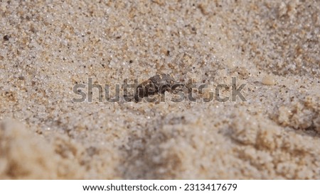 Pissodes Pini Weevil Beetle Bug Laboriously Slowly Climbing Up Beach Sand Dune