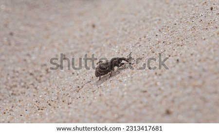 Pissodes Pini Weevil Beetle Bug Laboriously Slowly Climbing Up Beach Sand Dune