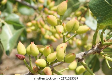 Pistachio Seeds Growing On Tree Southern Stock Photo 2171325369 ...