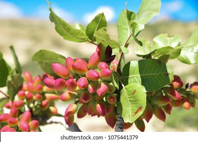 1,749 Pistachio tree branch Images, Stock Photos & Vectors | Shutterstock