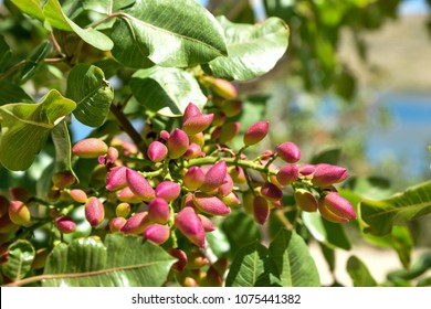 1,749 Pistachio tree branch Images, Stock Photos & Vectors | Shutterstock