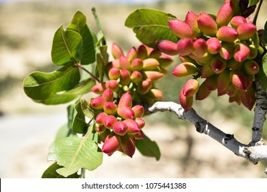 1,749 Pistachio tree branch Images, Stock Photos & Vectors | Shutterstock