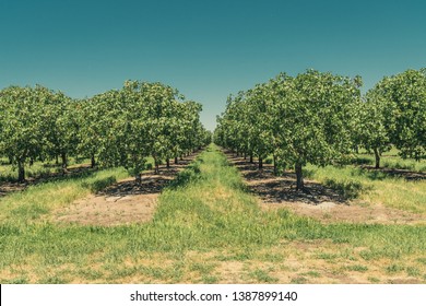 Pistachio Tree Orchard In Spring.