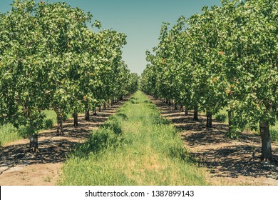 Pistachio Tree Orchard In Spring.