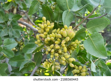 Pistachio Tree, Southeastern Anatolia Region Mardin, Turkey