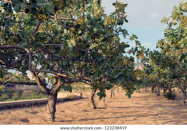 A
pistachio Trees Plantation in Aegina Island,
Greece