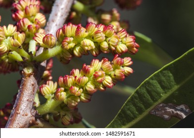 Pistacia Terebinthus Terebinth Cyprus Turpentine Cornicabra Mediterranean Tree Named For The Gills It Looks Like Goat Horn Dark Background Natural Light