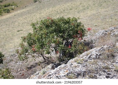 Pistacia Terebinthus, Terebinth, Cyprus Turpentine, Anacardiaceae.  Wild Plant Shot In Summer.