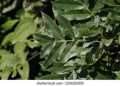 Pistacia Terebinthus, Terebinth, Cyprus Turpentine, Anacardiaceae.  Wild Plant Shot In Summer.