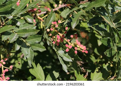 Pistacia Terebinthus, Terebinth, Cyprus Turpentine, Anacardiaceae.  Wild Plant Shot In Summer.