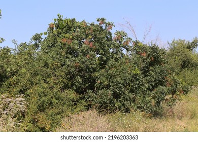 Pistacia Terebinthus, Terebinth, Cyprus Turpentine, Anacardiaceae.  Wild Plant Shot In Summer.