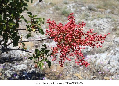 Pistacia Terebinthus, Terebinth, Cyprus Turpentine, Anacardiaceae.  Wild Plant Shot In Summer.