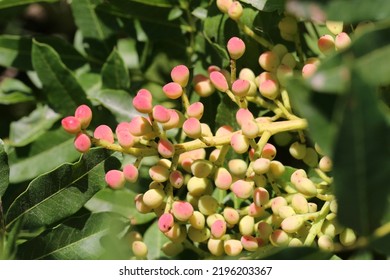 Pistacia Terebinthus, Terebinth, Cyprus Turpentine, Anacardiaceae.  Wild Plant Shot In Summer.