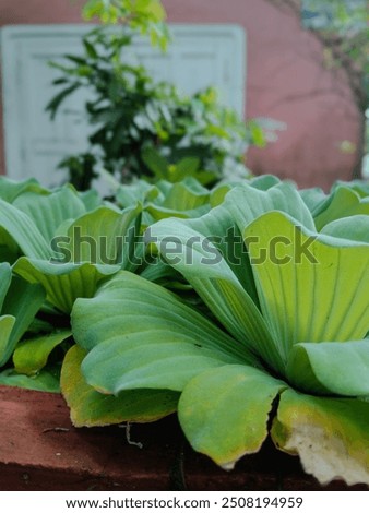 Pistia stratiotes, also known as water lettuce or water cabbage, is a free-floating aquatic plant with velvety, soft green leaves, forming a rosette pattern, ideal for tropical water bodies.